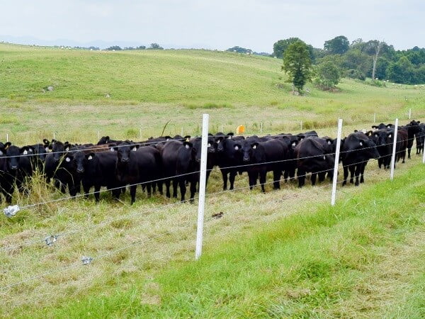 White Timeless Fence Posts with Cattle