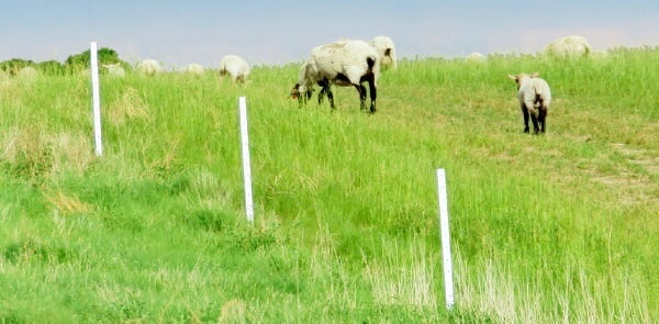 White Timeless Fence Posts with Sheep